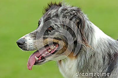 Australian Shepherd dog portrait