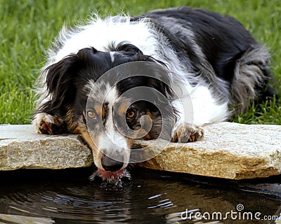 Australian Shepherd Getting A Drink