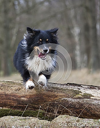 Australian shepherd