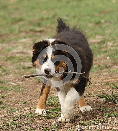 Australian Shepherd puppy with stick