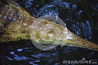 Australian sweet water crocodile
