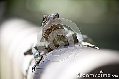 Australian Water Dragon Lizard