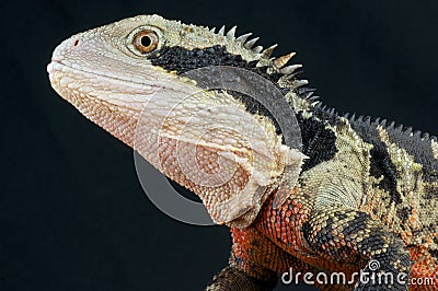 Australian water dragon / Physignathus lesueurii