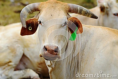 Australian white Brahman cow close up portrait