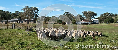 Australian Wool Shed