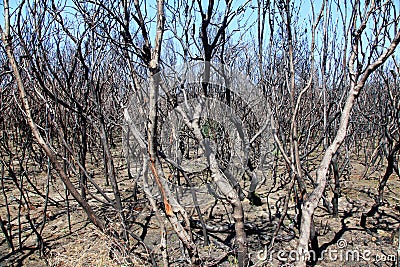 Australias fire damaged country side