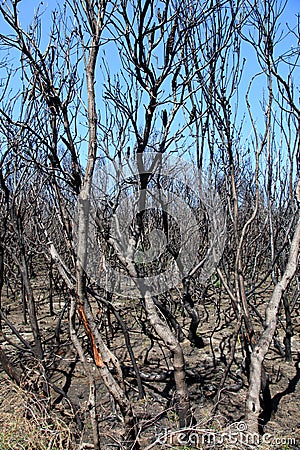 Australias fire damaged country side