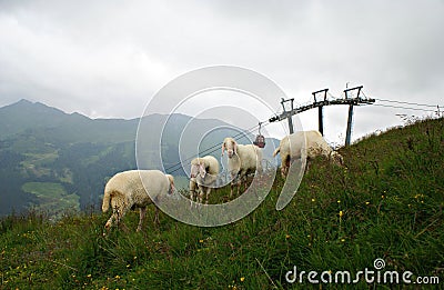 Austrian landscape with sheep on the grass