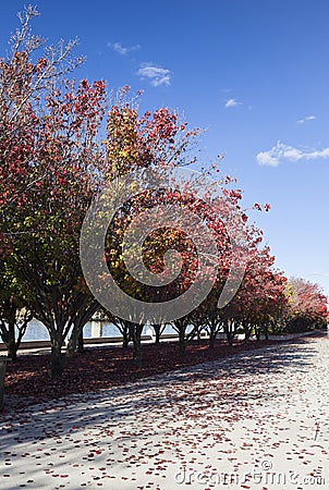 Autumn. Burley Griffin Lake. Canberra. Australia