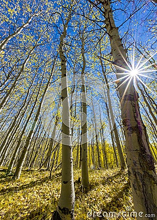 Autumn colots in aspen trees with a sun star