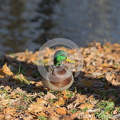 Autumn duck