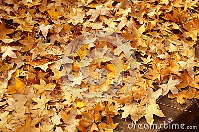 Autumn falling leaves