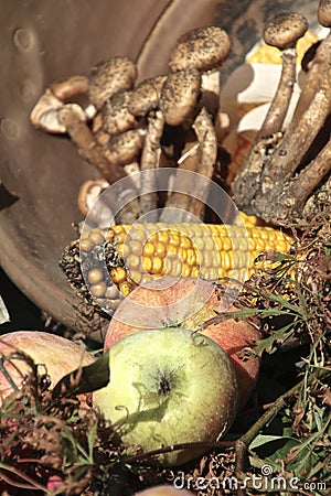 Autumn food composition