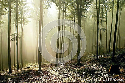 Autumn forest, beams of light through the trees