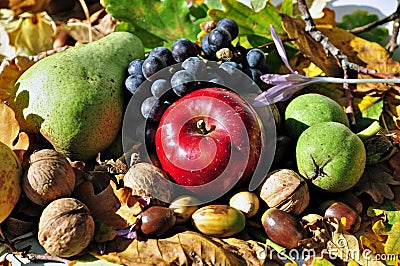 Autumn fruits 6