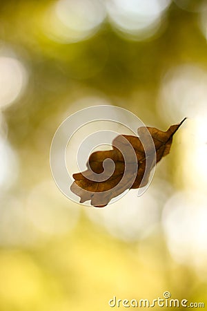 Autumn leaf falling