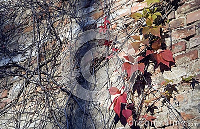 Autumn leaves and branches on urban wall