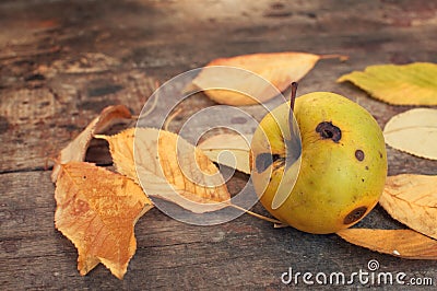 Autumn leaves and rotten apple