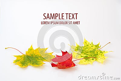 Autumn maple leaf on white background