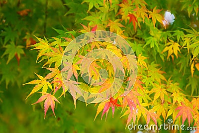 Autumn maple tree