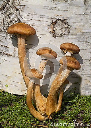 Autumn mushrooms.