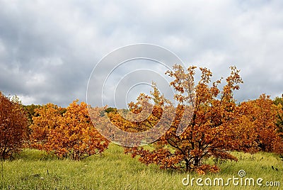 Autumn oak forest