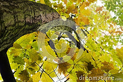 Autumn oak tree - look up