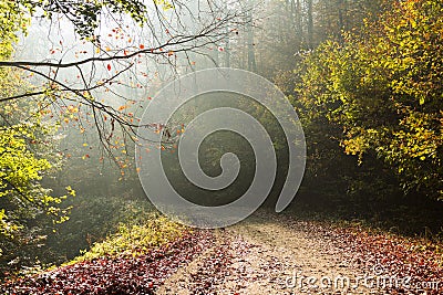 Autumn road through the forest with bright side sun rays