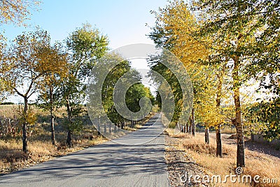 Autumn road