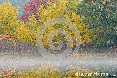 Autumn Shoreline Hall Lake in Fog