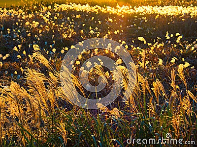 Autumn sunset with silver grass silhouette