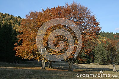 Autumn trees