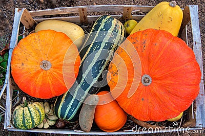 Autumn vegetables in a wooden box