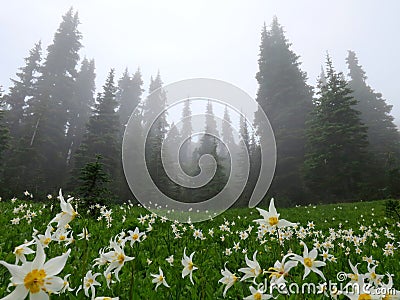 Avalanche Lilies in the Fog