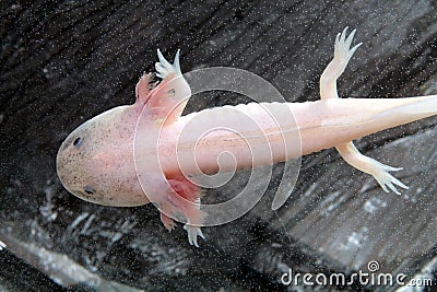 Axolotl (Ambystoma mexicanum)