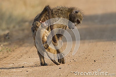 Baboon family play to strengthen bonds and having fun nature