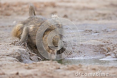 Baboon getting a drink from water hole