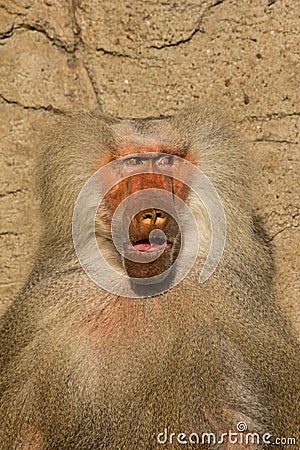 Baboon Monkey looking surprised