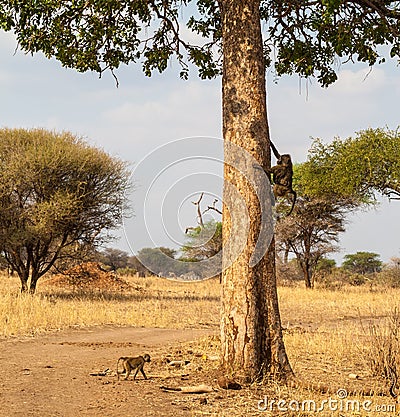 Baboons climbing in tree