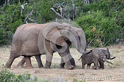 Baby African Elephants and Moms