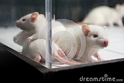 Baby albino rats on board behind acrylic