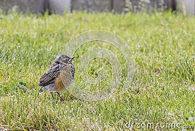 Baby American Robin Bird on Green Lawn