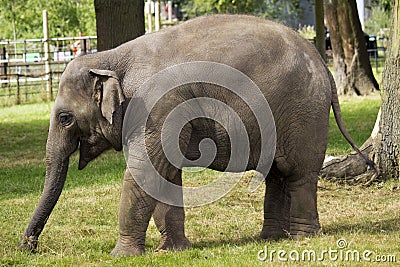 Baby Asian Elephant Walking