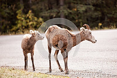 Baby Big Horn Sheep with her mother