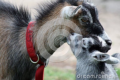 Baby billy goat kissing its mother