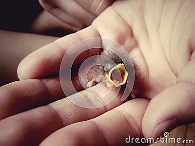 Baby bird in hand