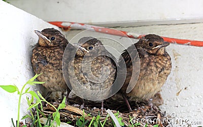 Baby birds ready to fly from nest