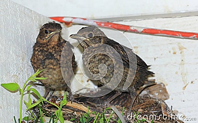 Baby birds ready to fly from nest