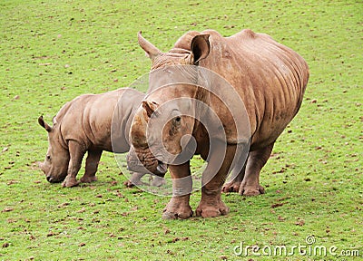 Baby Black Rhino and mother