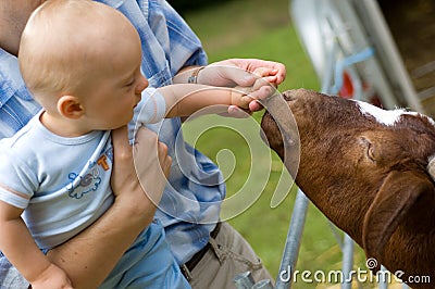 Baby boy petting animal